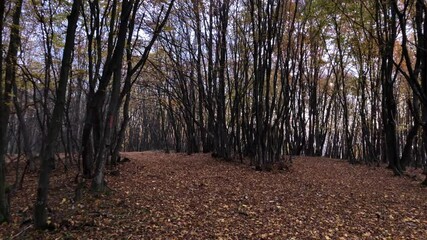 Autumn forest in Romania 16 (60fps)
