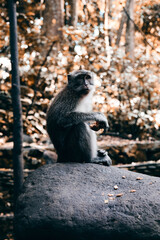 Monkey