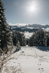 winter landscape with snow