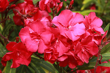Nerium oleander	à fleurs doubles rouges