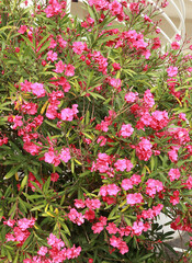 Fototapeta na wymiar Nerium oleander à fleurs doubles rouges