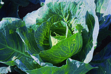 Head of green cabbage in the garden on a summer day. Close-up of natural vegetables