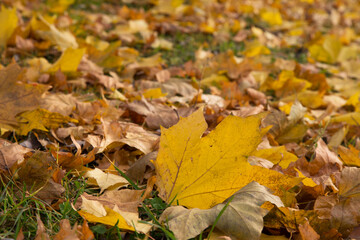 Maple yellow leaves fallen from the tree in autumn. October