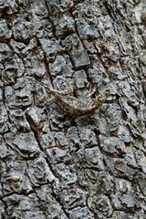 Lizard on a tree. State Of Goa. India