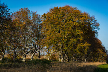 Fototapeta premium Beech Avenue