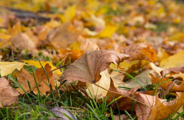 Maple yellow leaves fallen from the tree in autumn. October