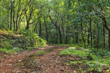 Road in the forest. State Of Goa. India