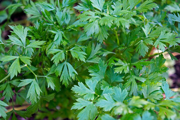 Parsley / coriander leaves in the garden, Brazil 