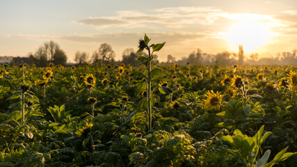 sunset over the  sunflower field at fall