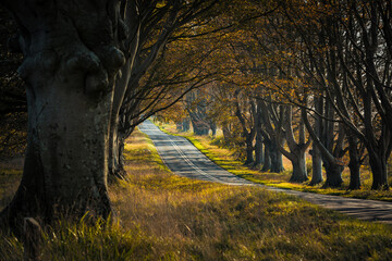 Beech Avenue