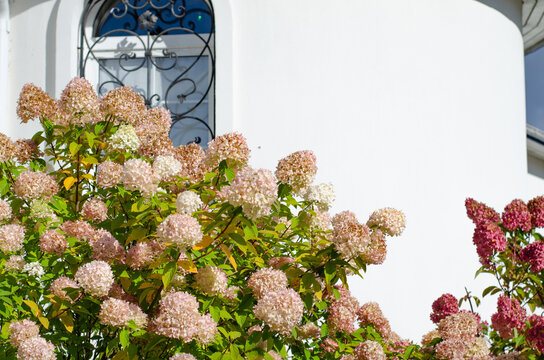 Christian Orthodox Church with christian cross in Russia. White stone walls and Beautiful pink flowers on a flower bed in the garden.