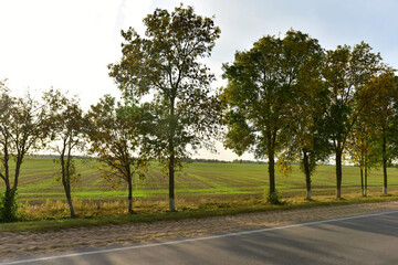 View of trees growing by an asphalt road near an agricultural field