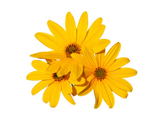 Decorative floral element with Yellow flower of Jerusalem artichoke
