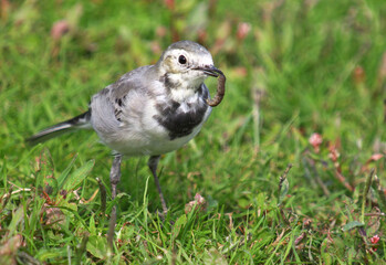White wagtail on the grass with worm in the beak as prey. Motacilla alba