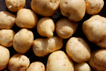 A scattering of pure and large white potatoes. A farmer's natural vegetable.