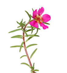 Pink flower of moss rose isolated on white, Portulaca grandiflora