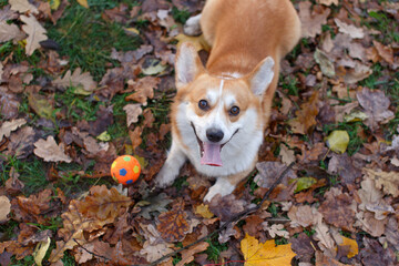 Corgi with a ball