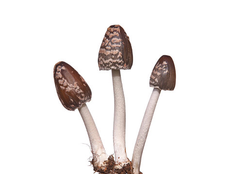Magpie Inkcap mushroom isolated on white, Coprinopsis picacea