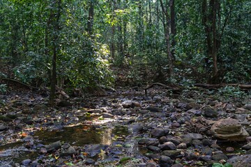 River in the jungle. State Of Goa. India