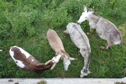 four donkeys seen from above while grazing the grass