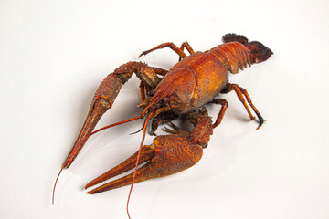 Boiled red crab on a white background.