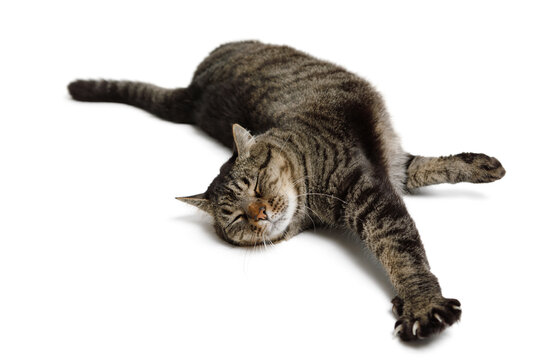 Adorable Tabby Cat Stretching