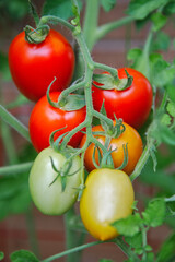 Plum Tomatoes on the Vine