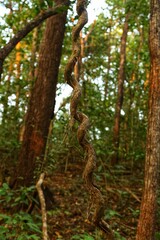 Trees in the jungle. State Of Goa. India