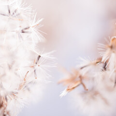 Abstract natural fluff plants close up, autumn or winter background