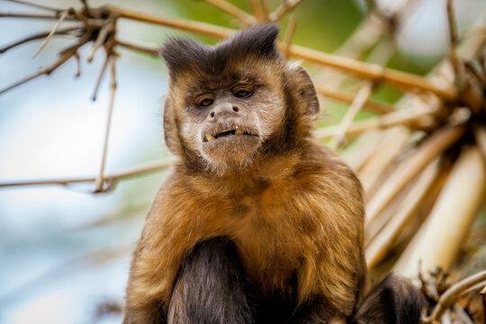 Tufted Capuchin Monkey Aka Macacoprego Into The Wild In Brazil