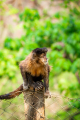 Naklejka na ściany i meble Tufted capuchin monkey (Sapajus apella), AKA macaco-prego into the wild in Brazil.