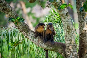 Two tufted capuchin monkey (Sapajus apella), AKA macaco-prego into the wild in Brazil.