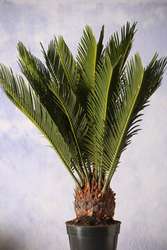 flower in a pot cicas revoluta close up