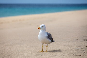 Starke Möwe in beeindruckender Pose auf Fuerteventura