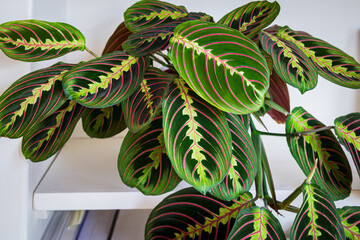 Prayer plant (maranta leuconeura var erythroneura fascinator tricolor) ona shelf in a sunny urban apartment with other plants in the background. - obrazy, fototapety, plakaty