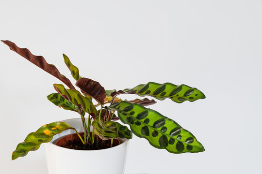 Calathea lancifolia plant (rattlesnake plant) on a white background in a modern apartment.