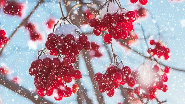 Beautiful branches with red berries under the bright sun and clear blue sky. Snow falls softly on branches. Snowfall in winter forest.