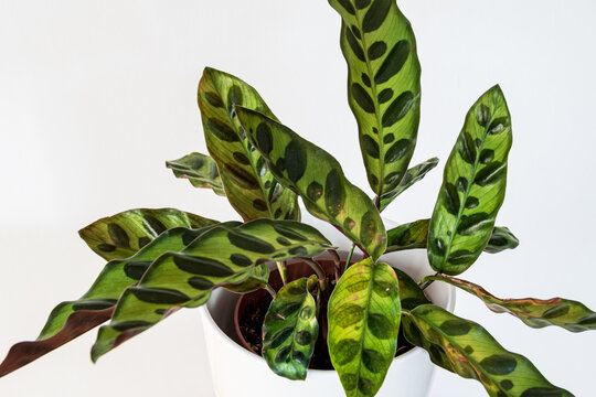 Calathea lancifolia plant (rattlesnake plant) on a white background in a modern apartment.