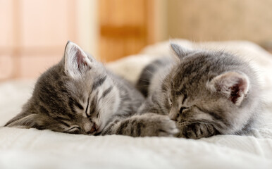 Cute tabby kittens sleeping together. Pretty Baby cats in love in Valentine's Day. Kids animal cat and cozy home concept. Home pets. Animal care. © Beton Studio