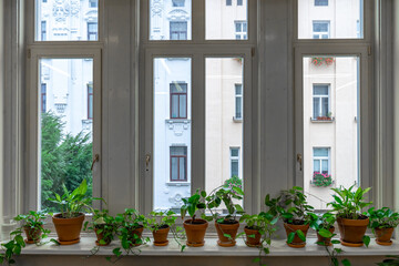 large window with interior flowers on the windowsill