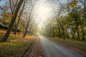 Yellow and orange leaves on the trees in autumn