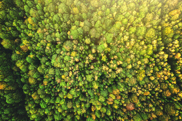 Top down aerial view of bright green spruce and yellow autumn trees in fall forest.