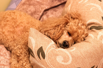 A sad sick tired poodle lies on the bed on a pillow.