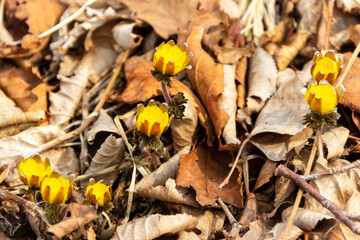 Spring adonis (Adonis vernalis) blooming in early spring among last year's dry grass and fallen leaves.