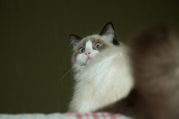 Young beautiful purebred Ragdoll cat at home
