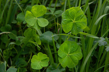 Fototapeta na wymiar Exceptional composition of four leaves clovers