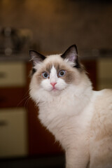 Young beautiful purebred Ragdoll cat at home