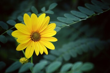 Selective focus shot of blooming yellow helianthus tuberosus(Autumn Flowers) in field with blurred natural background during autumn in Rimini,Italy