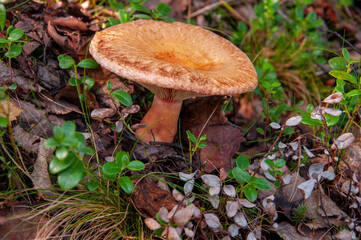 The mushroom is growing among brown leaves and green grass in the tundra forest
