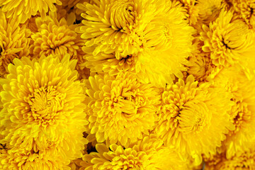 Yellow chrysanthemum flowers in a floral bouquet, background and texture
